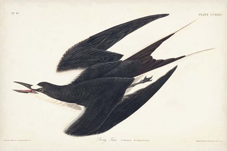 Pl 235 Sooty Tern by John James Audubon art print