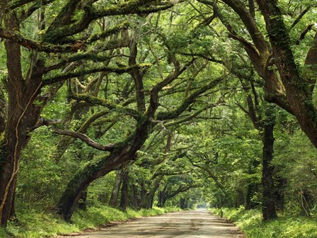 Canopy Road IV by James McLoughlin art print