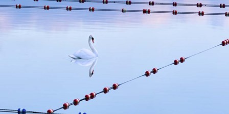 Swan and Ropes by James McLoughlin art print