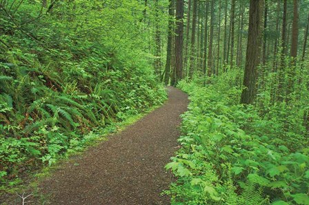 Hiking Trail in Columbia River Gorge I by Alan Majchrowicz art print