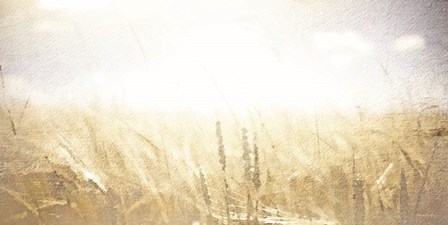 Fields of Gold by Bluebird Barn art print