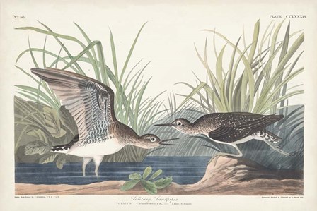 Pl. 289 Solitary Sandpiper by John James Audubon art print