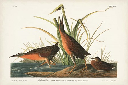 Pl. 205 Virginian Rail by John James Audubon art print