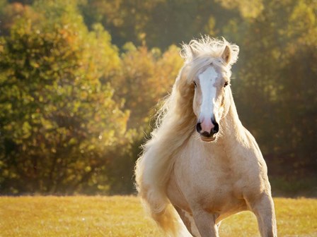 Golden Lit Horse IV by PHBurchett art print