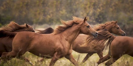 Horse Run VI by PHBurchett art print