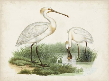 Antique Waterbirds III art print