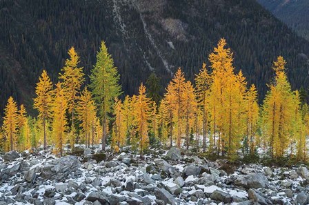 Alpine Larches North Cascades by Alan Majchrowicz art print