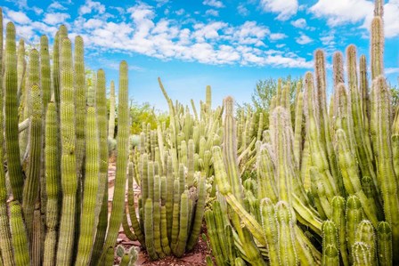 Cactus Garden by Bill Carson Photography art print