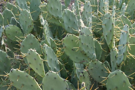 Prickly Pear Cactus by Ellen Goff / Danita Delimont art print