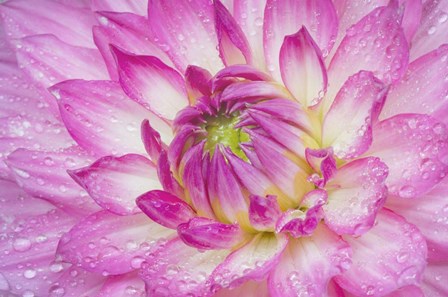 Pink Dahlia by Alan Majchrowicz / DanitaDelimont art print