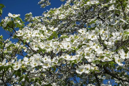 White Dogwood Tree by Lisa S. Engelbrecht / Danita Delimont art print