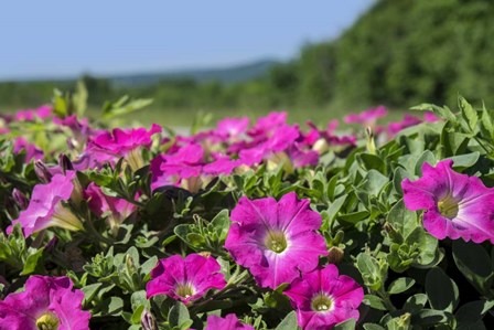 Pink Petunias, New England by Lisa S. Engelbrecht / Danita Delimont art print