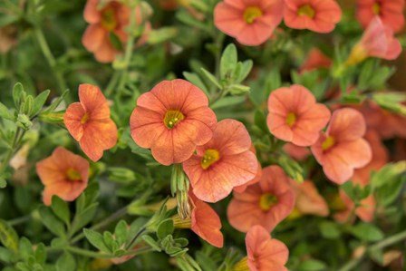 Orange Million Bells, Calibrachoa by Lisa S. Engelbrecht / Danita Delimont art print