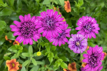 Pink Striped Zinnia by Lisa S. Engelbrecht / Danita Delimont art print