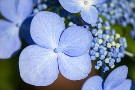 Blue Lacecap Hydrangea by Lisa S. Engelbrecht / Danita Delimont art print