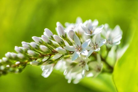 Gooseneck Yellow Loosestrife by Lisa S. Engelbrecht / Danita Delimont art print