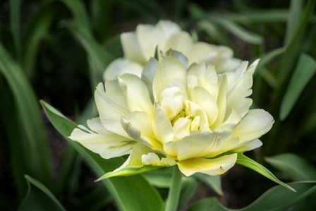 White Exotic Emperor Tulip by Lisa S. Engelbrecht / Danita Delimont art print