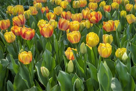 Beauty Of Spring Darwin Hybrid Tulip by Lisa S. Engelbrecht / Danita Delimont art print