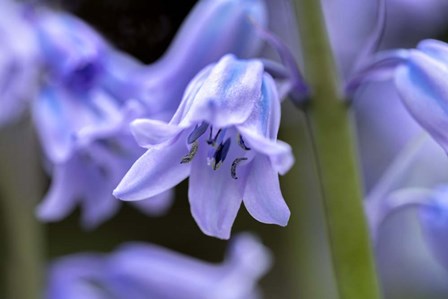 English Wood Hyacinth 1 by Lisa S. Engelbrecht / Danita Delimont art print