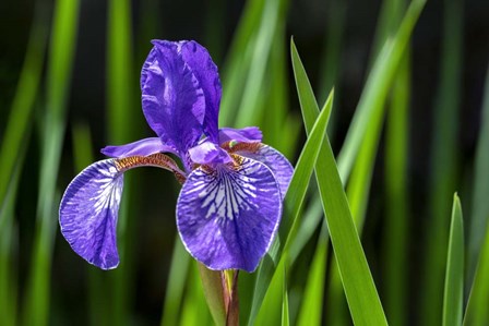 Siberian Iris 2 by Lisa S. Engelbrecht / Danita Delimont art print