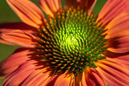 Orange Coneflower by Lisa S. Engelbrecht / Danita Delimont art print