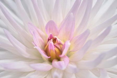 Pink Dahlia B by Lisa S. Engelbrecht / Danita Delimont art print