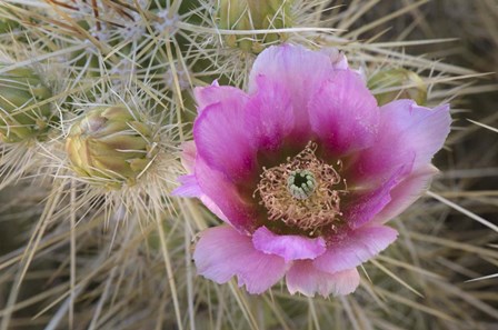 Flowers On Engelmann&#39;s Hedgehog Cactus by Alan Majchrowicz / DanitaDelimont art print