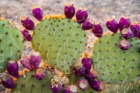 California Prickly Pear Cactus by Alison Jones / DanitaDelimont art print