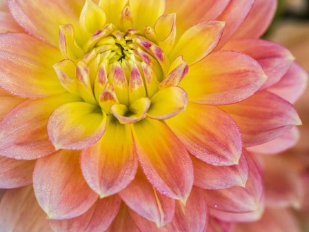 Macro Of A Dahlia by Julie Eggers / Danita Delimont art print