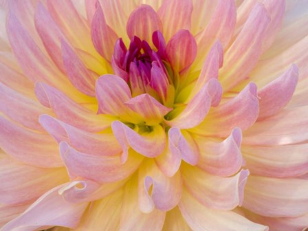 Dahlia Variety by Julie Eggers / Danita Delimont art print