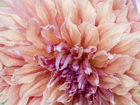 Orange Dahlia by Julie Eggers / Danita Delimont art print