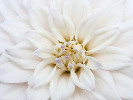 White Dahlia by Julie Eggers / Danita Delimont art print