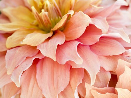 Peach Dahlia by Julie Eggers / Danita Delimont art print