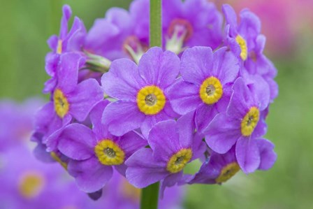 Candelabra Penstemon by Rob Tilley / Danita Delimont art print