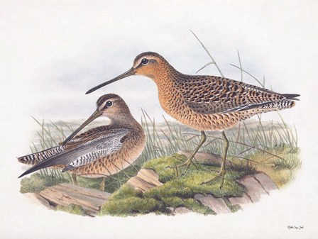 Goulds Coastal Bird VIII by Stellar Design Studio art print