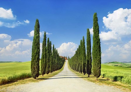 Cypress alley, San Quirico d&#39;Orcia, Tuscany by Frank Krahmer art print