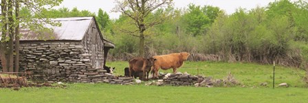 Country Cows by Lori Deiter art print