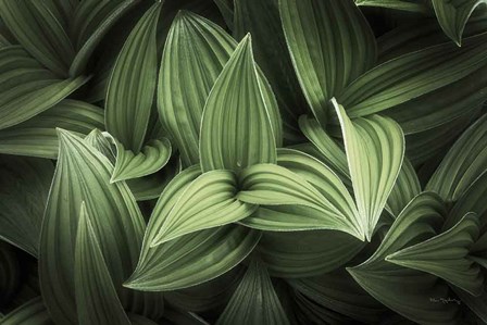 Corn Lily I by Alan Majchrowicz art print