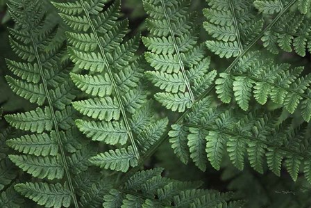 Lady Ferns IV Color by Alan Majchrowicz art print