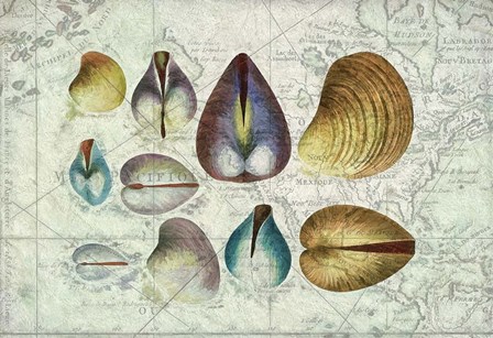 Seashells on Map I by Cora Niele art print