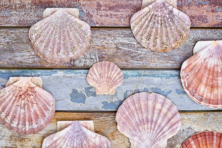 Pecten Shells on Planks by Cora Niele art print