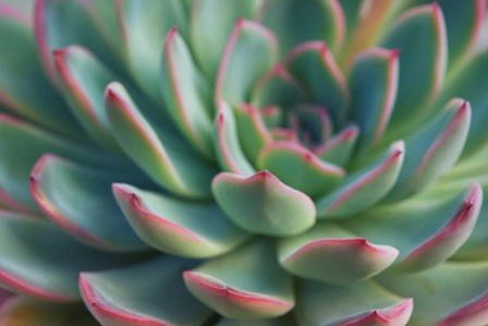 Succulent Close Up I by Cora Niele art print
