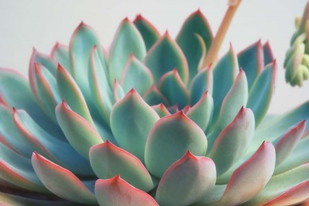 Succulent Close Up II by Cora Niele art print