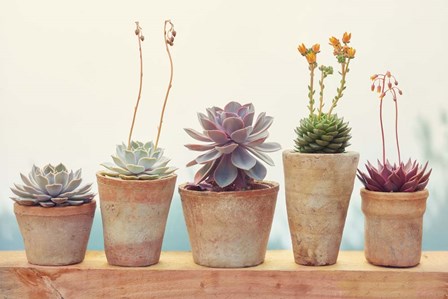 Succulent Window I by Cora Niele art print