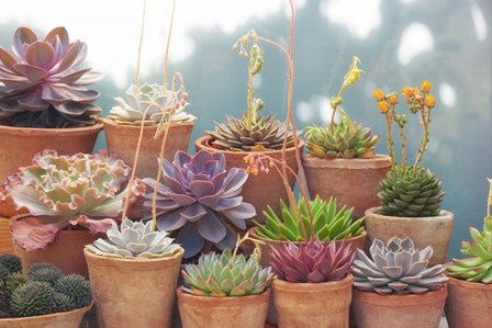 Succulents in Terracotta Pots II by Cora Niele art print