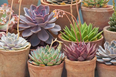 Succulents in Terracotta Pots III by Cora Niele art print