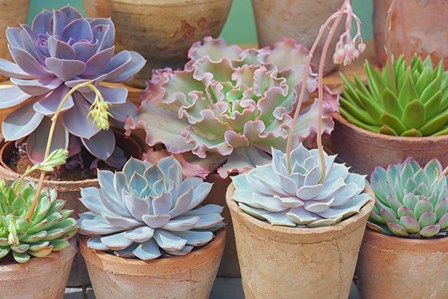 Succulents in Terracotta Pots IV by Cora Niele art print
