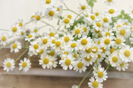 Bunch of Chamomile by Cora Niele art print