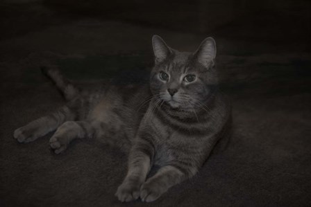 Lounging Leila by Lori Hutchison art print