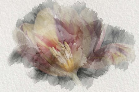 Blooming Tulip by Lori Hutchison art print